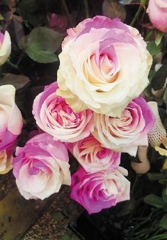 七夕禮物鮮花仍是“主角”，一日銷量抵平時(shí)一周