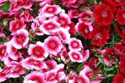 致富養(yǎng)花首選 禮品花卉銷售策略與高價值花卉推薦