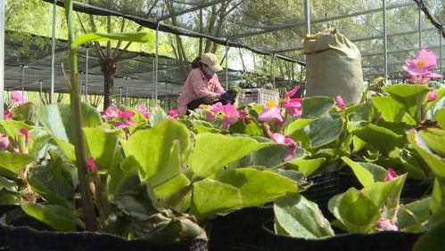 揭秘康巴什園林“花工廠” 禮品花卉銷售背后的綠色經濟密碼