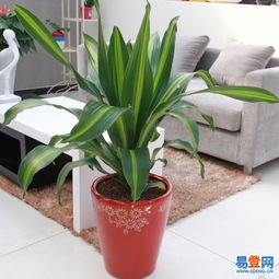 東城東直門易登網禮品花卉銷售 專業綠植服務，點亮城市生活